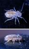 Cerobasis guestfalica